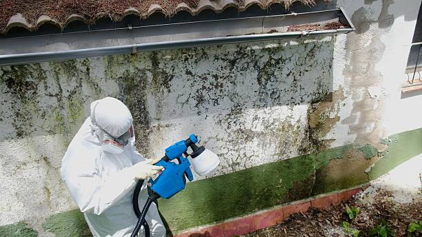 Trusted Commercial Mold Remediation service in Wood Dale, IL - Cheap Mold Removal
